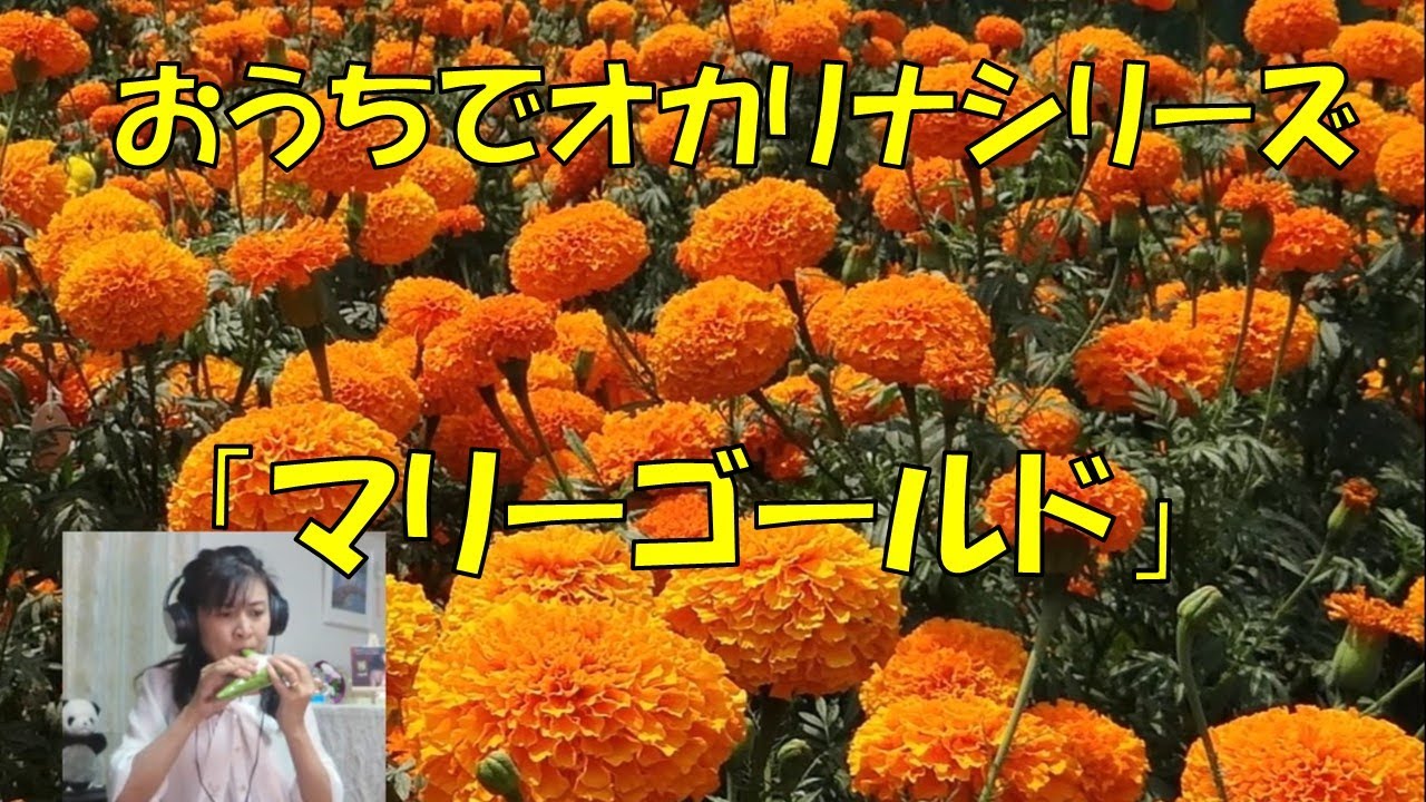 「マリーゴールド」あいみょん